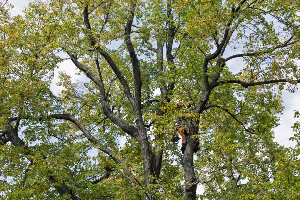 How Our Tree Care Process Works  in  Monument, CO